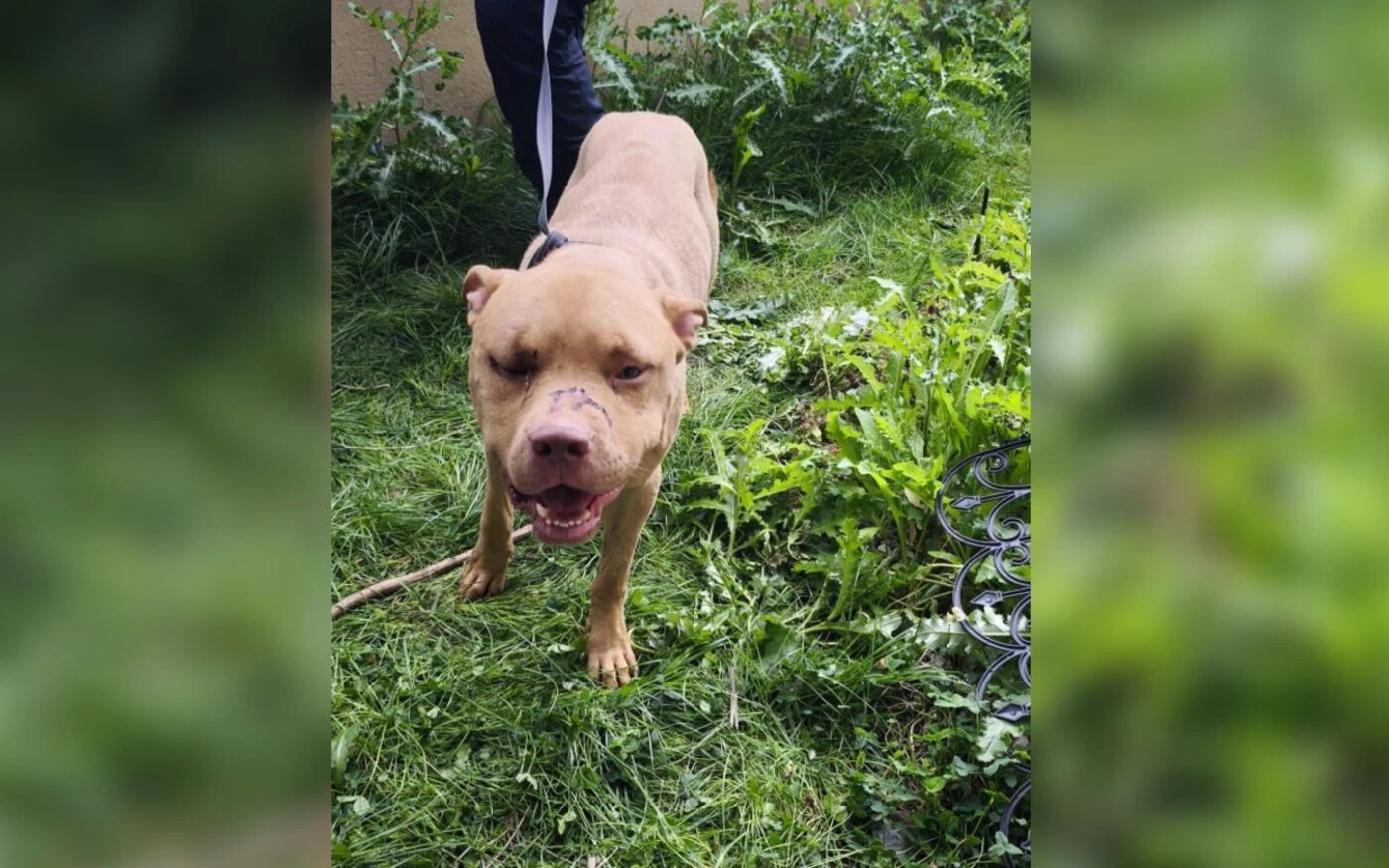 Chiens torturés à Pierrefitte : le propriétaire incarcéré en attendant son procès