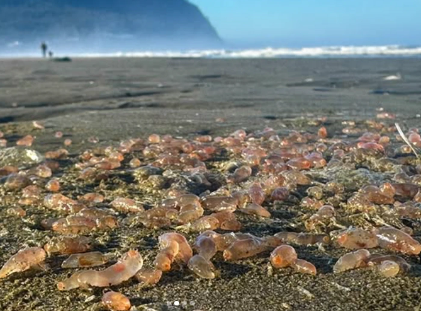 « Ils vont s’assécher et mourir là » : des milliers de concombres de mer envahissent une plage américaine