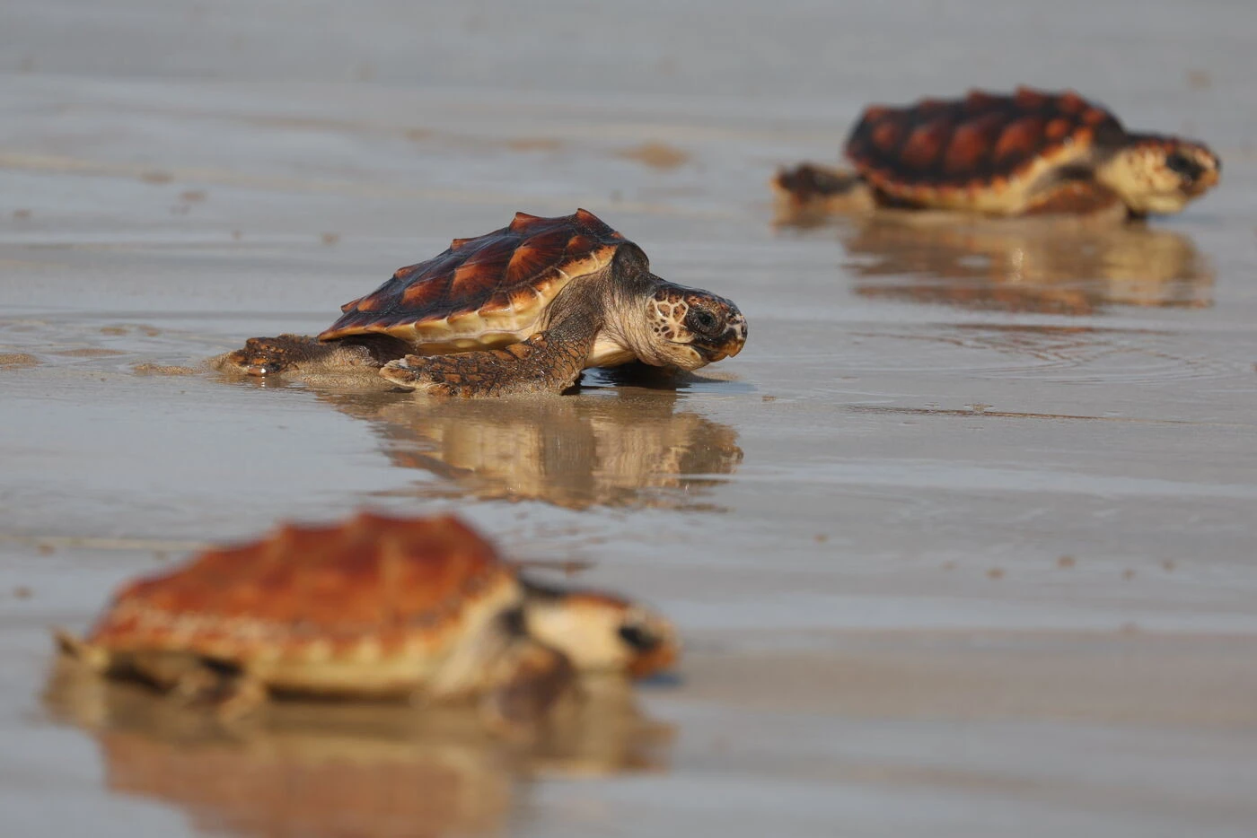 « Nous sommes à côté d’une pouponnière » : les tortues caouannes, la nouvelle attraction des plages en Méditerranée