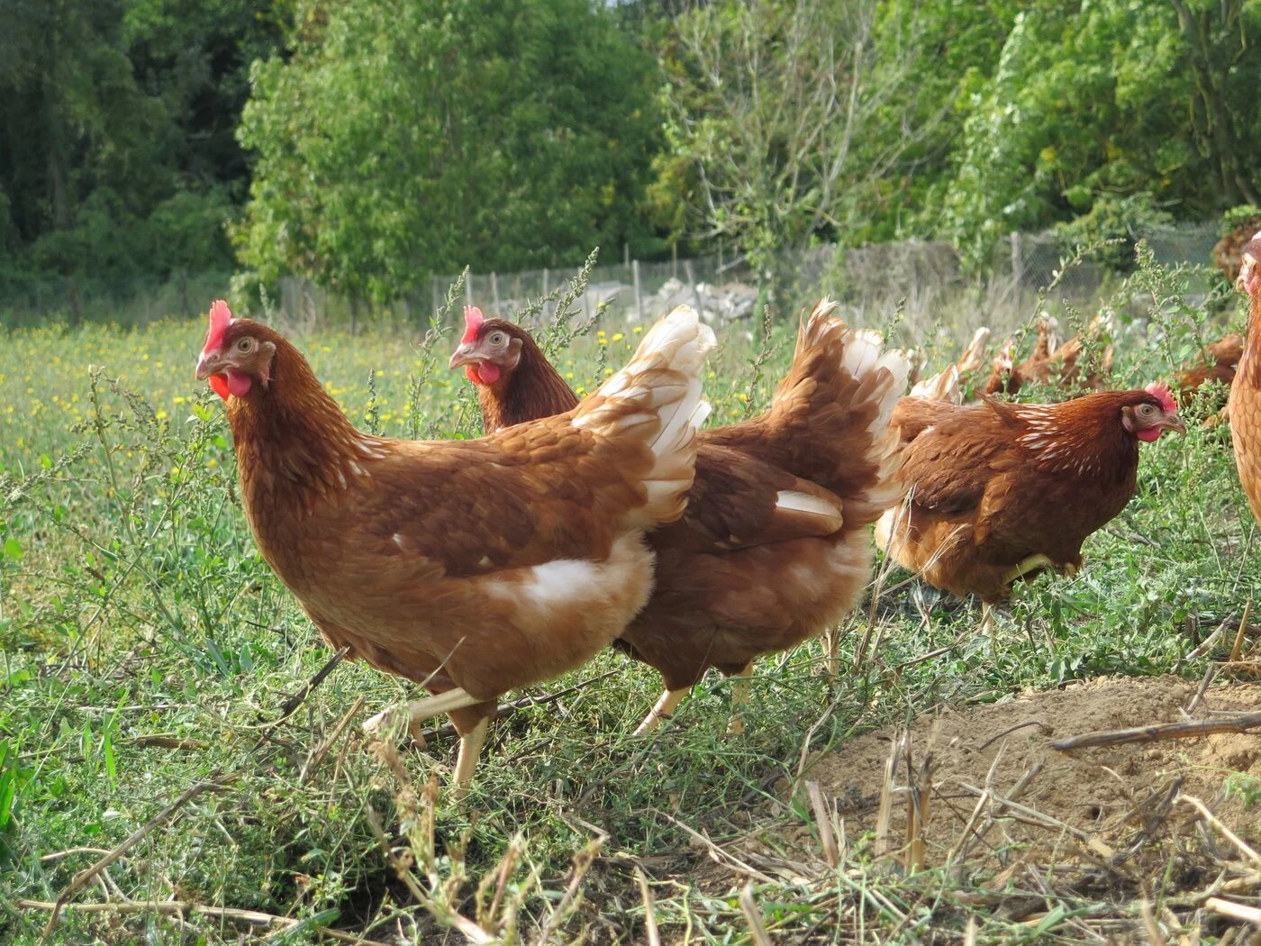 Bien-être animal : Maître Coq et Le Gaulois tournent le dos aux élevages intensifs, l’association L214 se réjouit