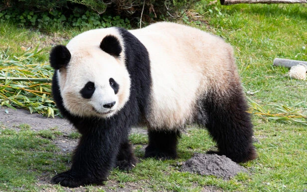 Parcs zoologiques : retrouvez la grande parade des animaux cet été