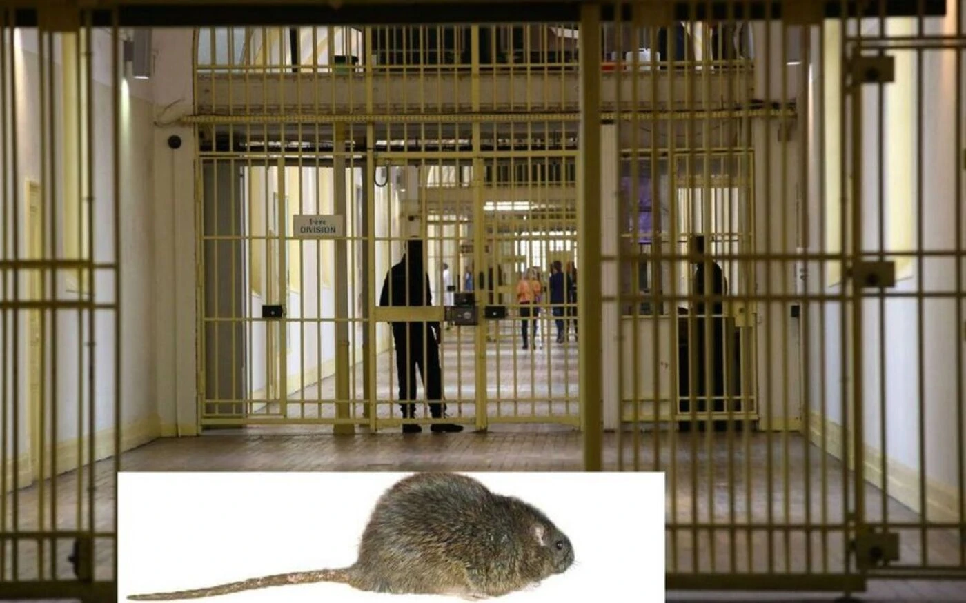 Prisons : un avocat plaide la levée de la détention provisoire de son client en exhibant un rat
