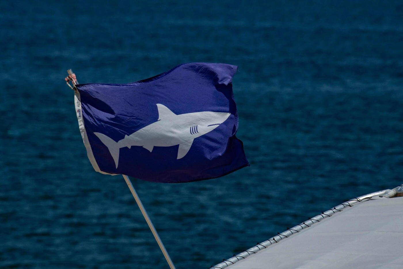 « Il n’a pas arrêté de me mettre des coups de dent » : un triathlète français affirme avoir été mordu par un requin en Sardaigne