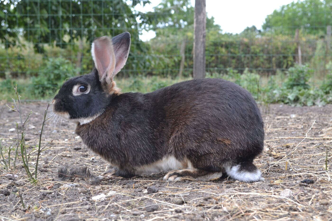 Lapin chèvre, poule pictave... Le conservatoire des races oubliées du Centre-Ouest lance un appel aux dons