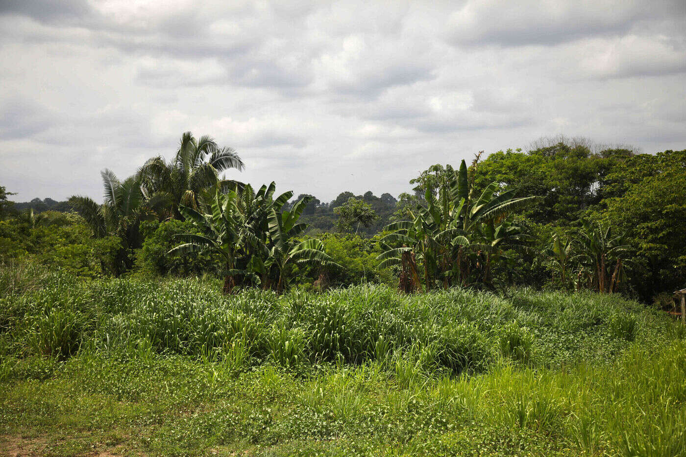 Brésil : un autochtone amazonien retourne dans sa tribu isolée après un bref contact avec le monde extérieur