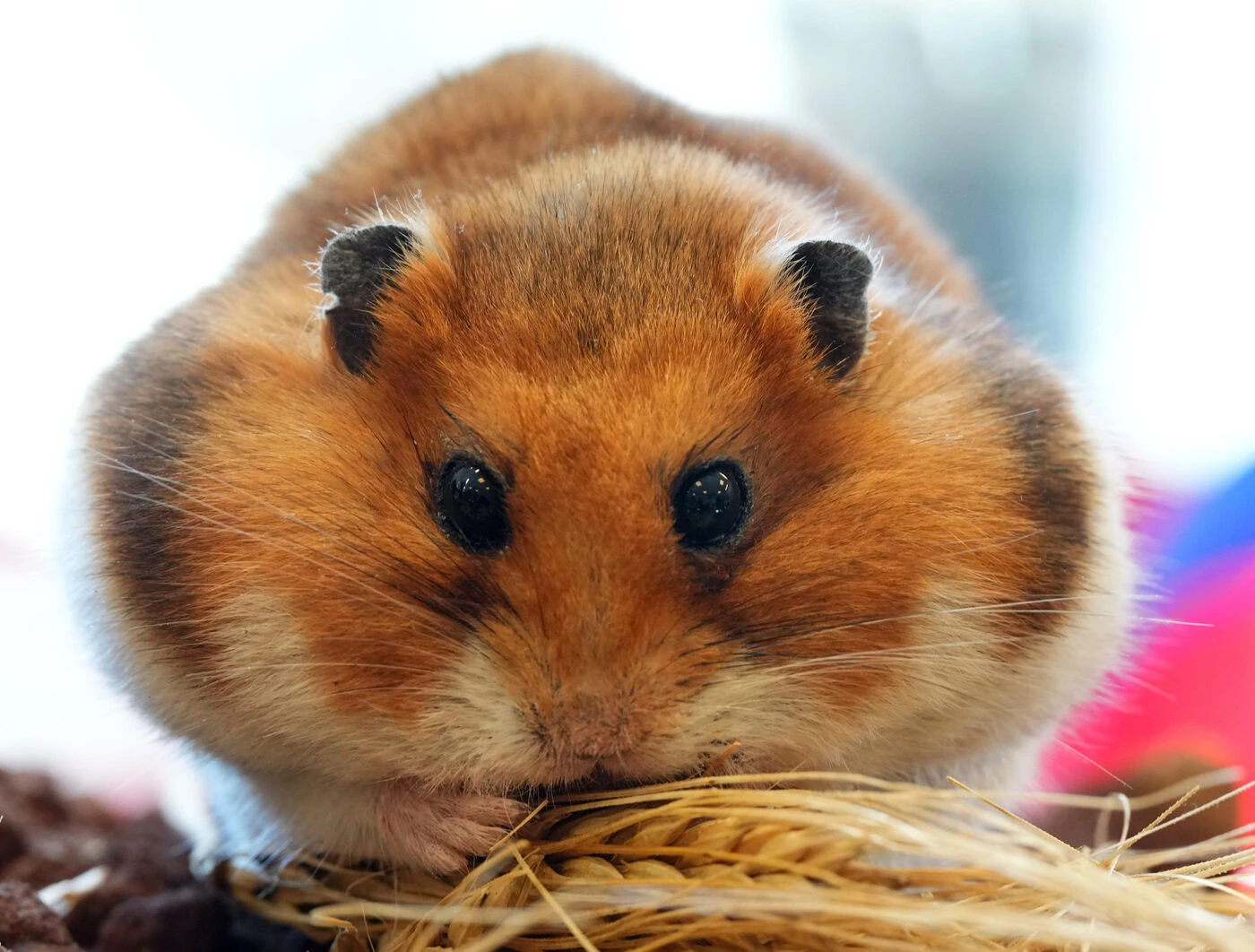 Covid long : le virus persiste « jusqu’à 80 jours » dans le cerveau, selon une étude sur des hamsters