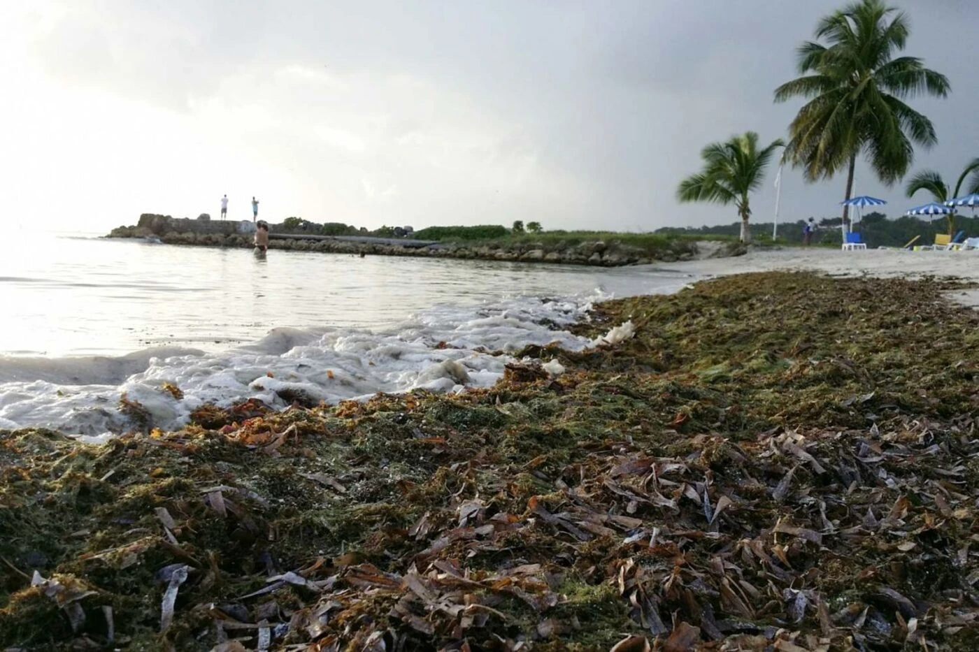 Odeurs, gaz toxique… La Guadeloupe confrontée à une nouvelle arrivée massive de sargasses
