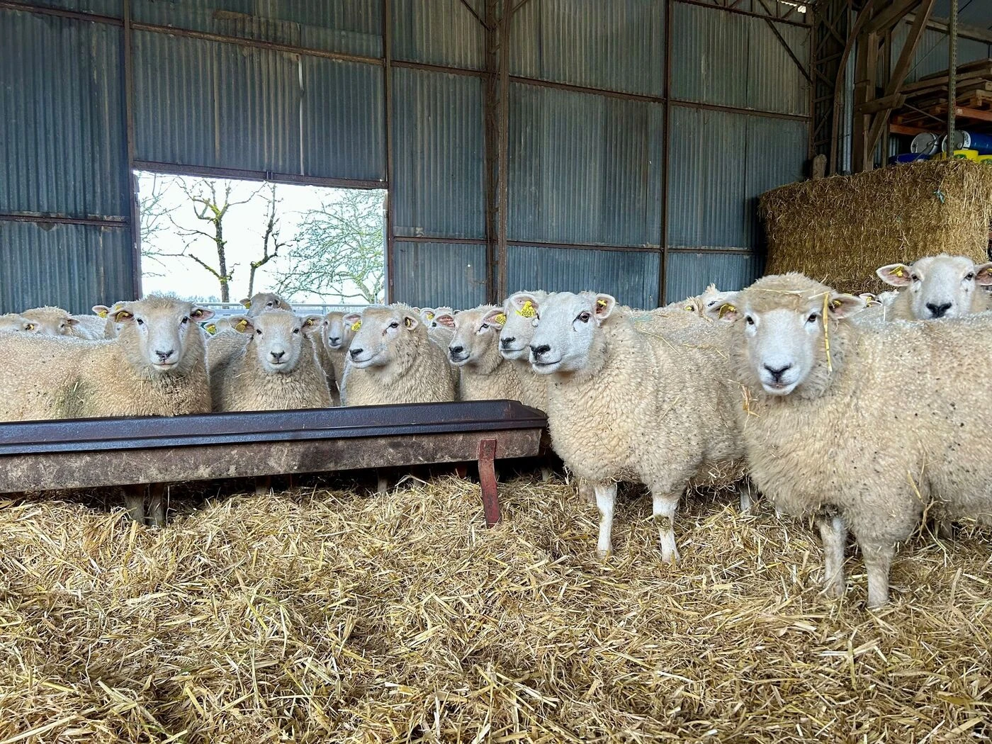 Fête de l’Aïd-el-Kebir : 171 moutons, qui allaient être abattus illégalement, récupérés par la gendarmerie dans l’Hérault