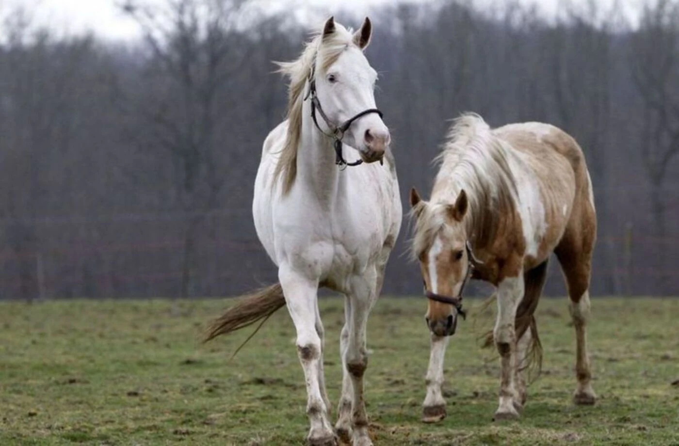 « On a retrouvé un homme qui faisait des choses terribles » : un homme, suspecté d’actes zoophiles sur un cheval, recherché dans les Hautes-Alpes