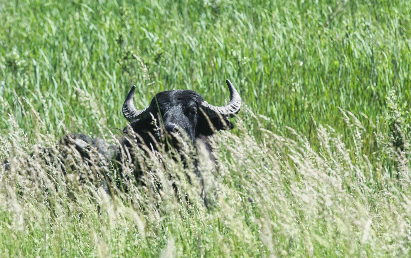 Un Américain survit après avoir été encorné par un bison « imprévisible » dans le célèbre parc national de Yellowstone