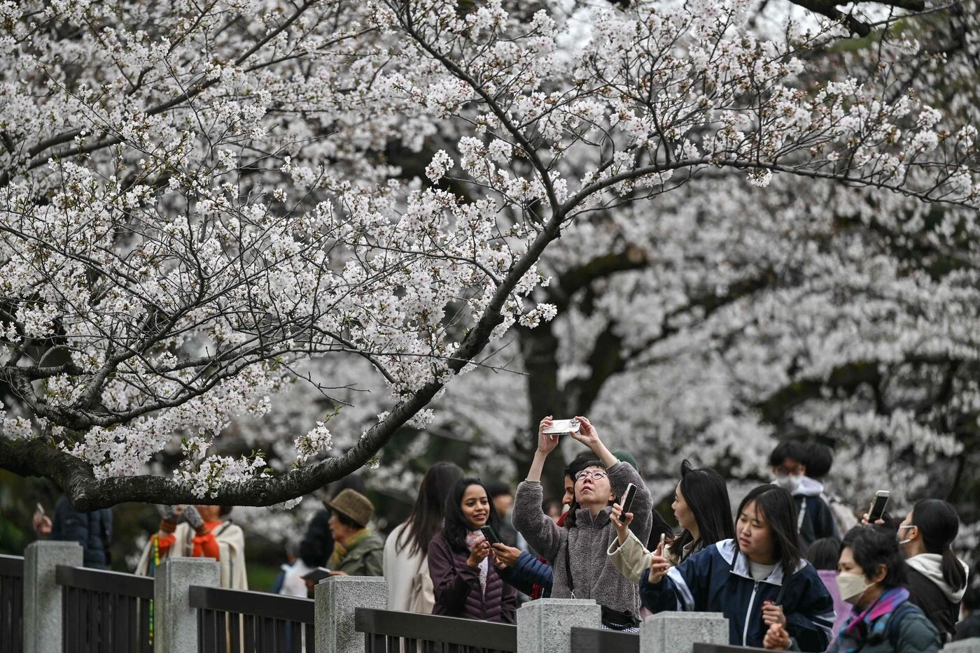 « La situation est grave » : comment le Japon utilise l’IA pour sauver ses célèbres cerisiers en fleurs ?