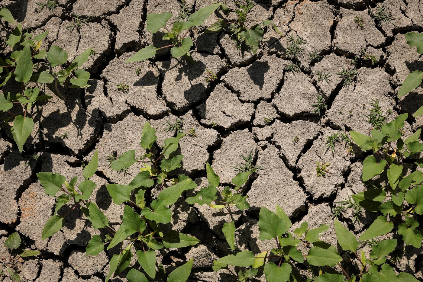 « On ne pourra pas se tourner vers une deuxième planète » : en 2025, le « jour du dépassement » arrive encore plus tôt
