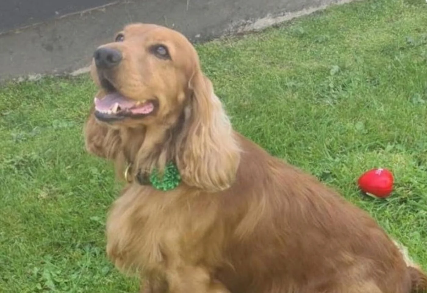 « Il boitait et tremblait » : victime de maltraitance, le chien d’assistance d’une prison sauvé grâce aux réseaux sociaux