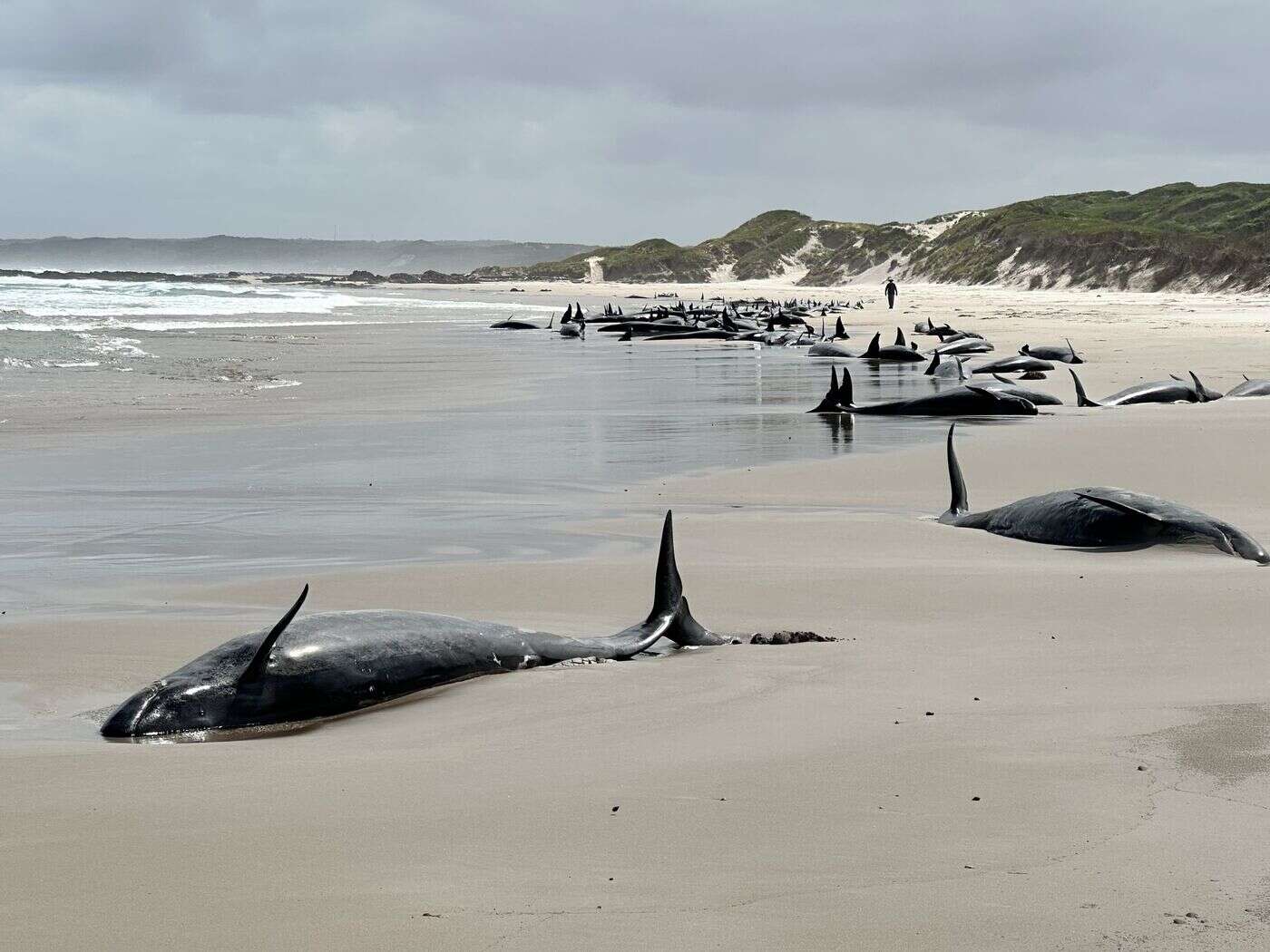 « Nous avons fait de notre mieux » : 90 dauphins pilotes échoués sur une plage en Tasmanie vont être euthanasiés