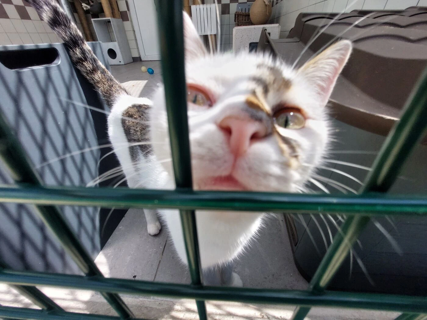 « Un abandon » : la SPA de Nîmes publie les images d’un homme déposant ses chats devant son portail