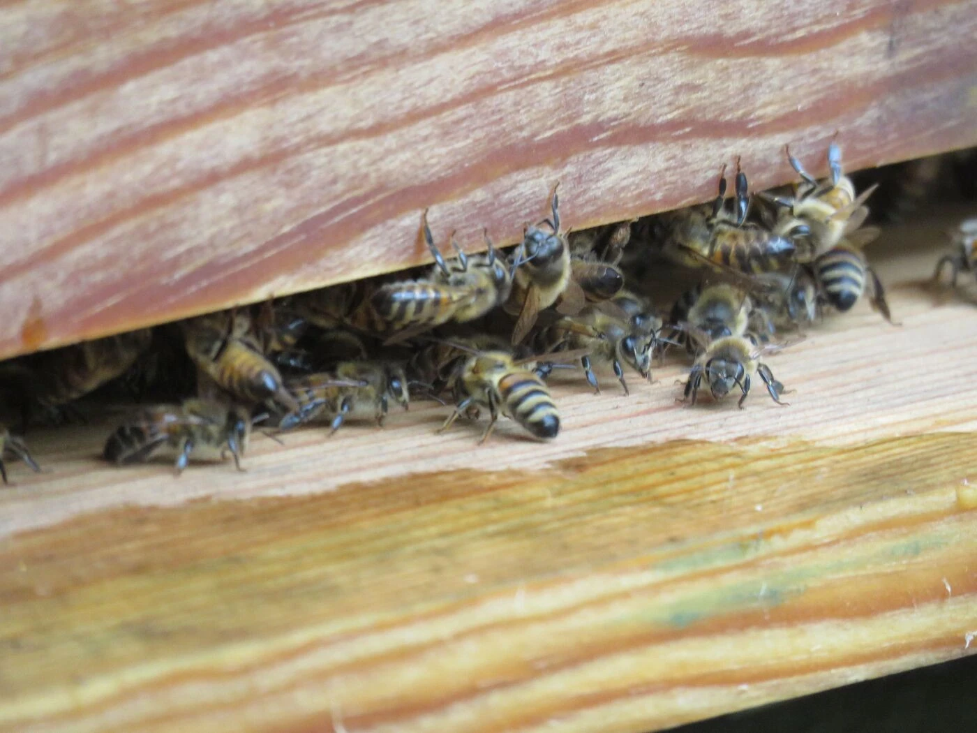 250 millions d’insectes dans l’air… Invasion d’abeilles aux États-Unis après l’accident d’un camion rempli de ruches