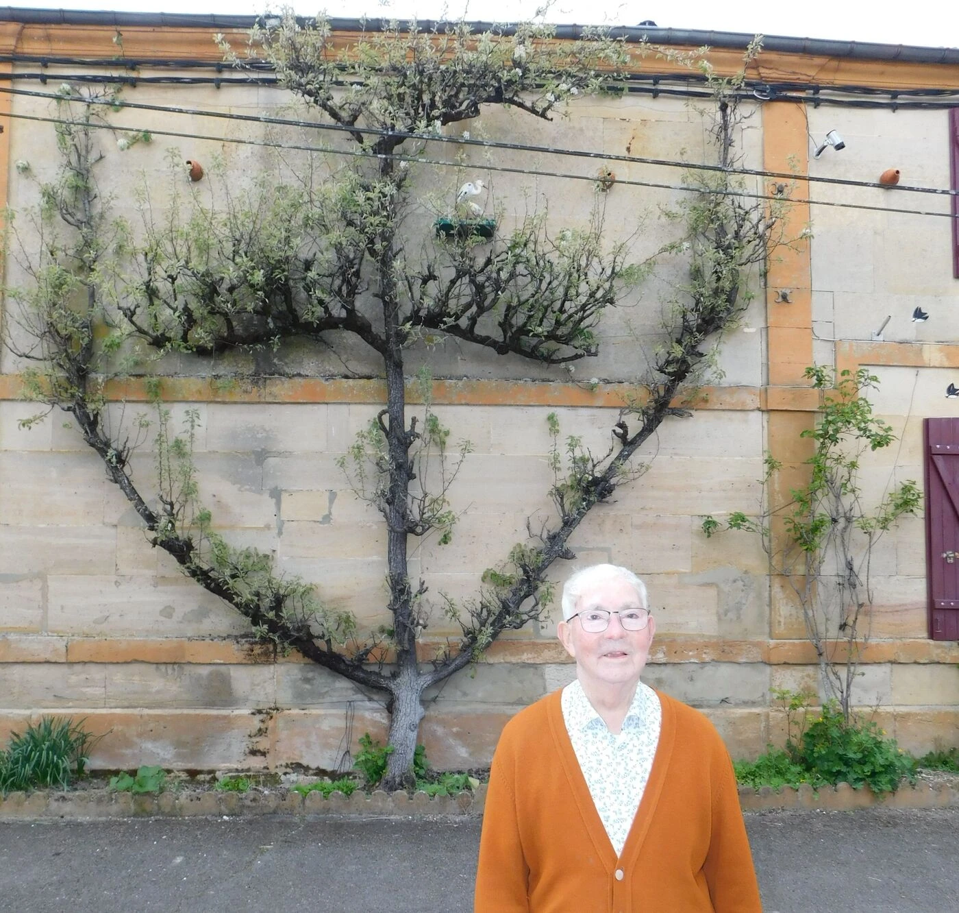 Dans la Meuse, un poirier en forme de… Croix de Lorraine