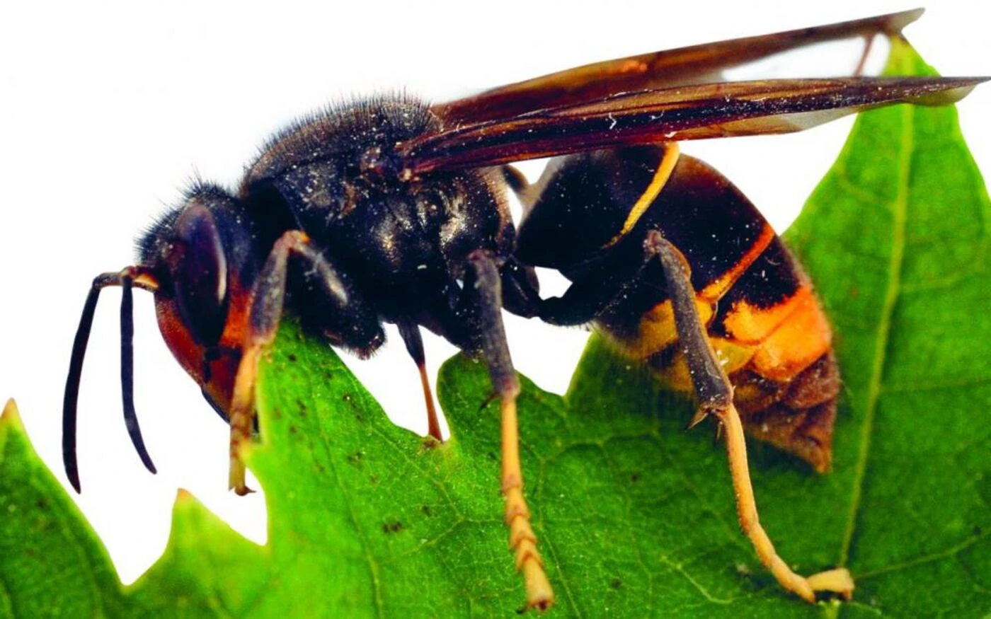 « Couverts de taches rouges » : un père et son fils tués par un essaim de frelons lors d’une descente en tyrolienne au Laos