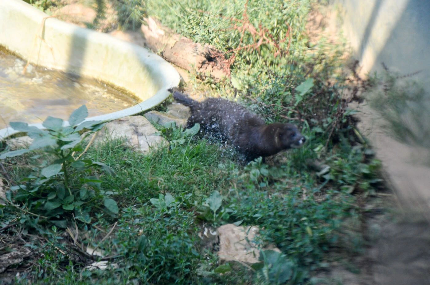 Première en France : des visons d’Europe réintroduits dans la nature dans la vallée de la Charente