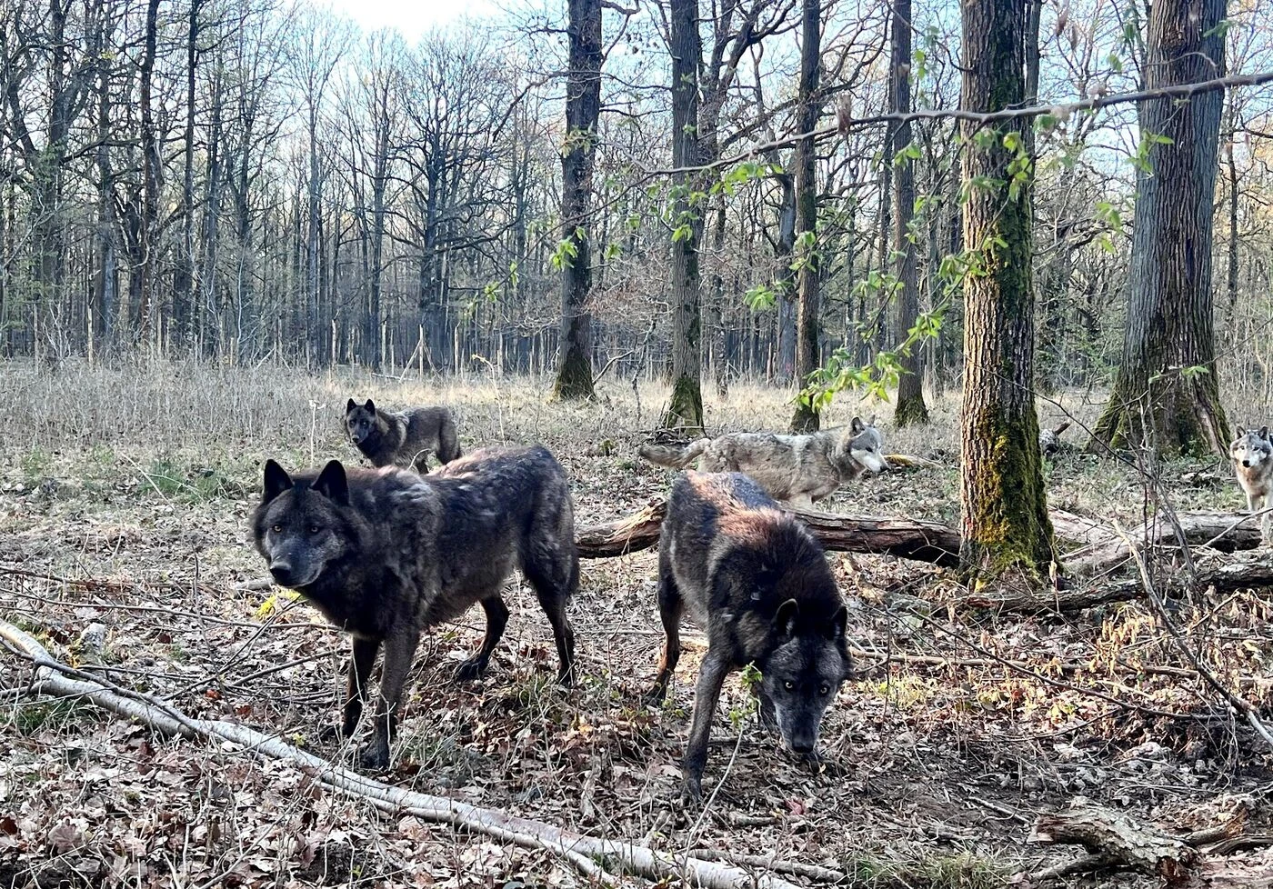 La Forêt des loups : un lieu idéal pour découvrir ce super prédateurContenu proposé par ESPACE RAMBOUILLET