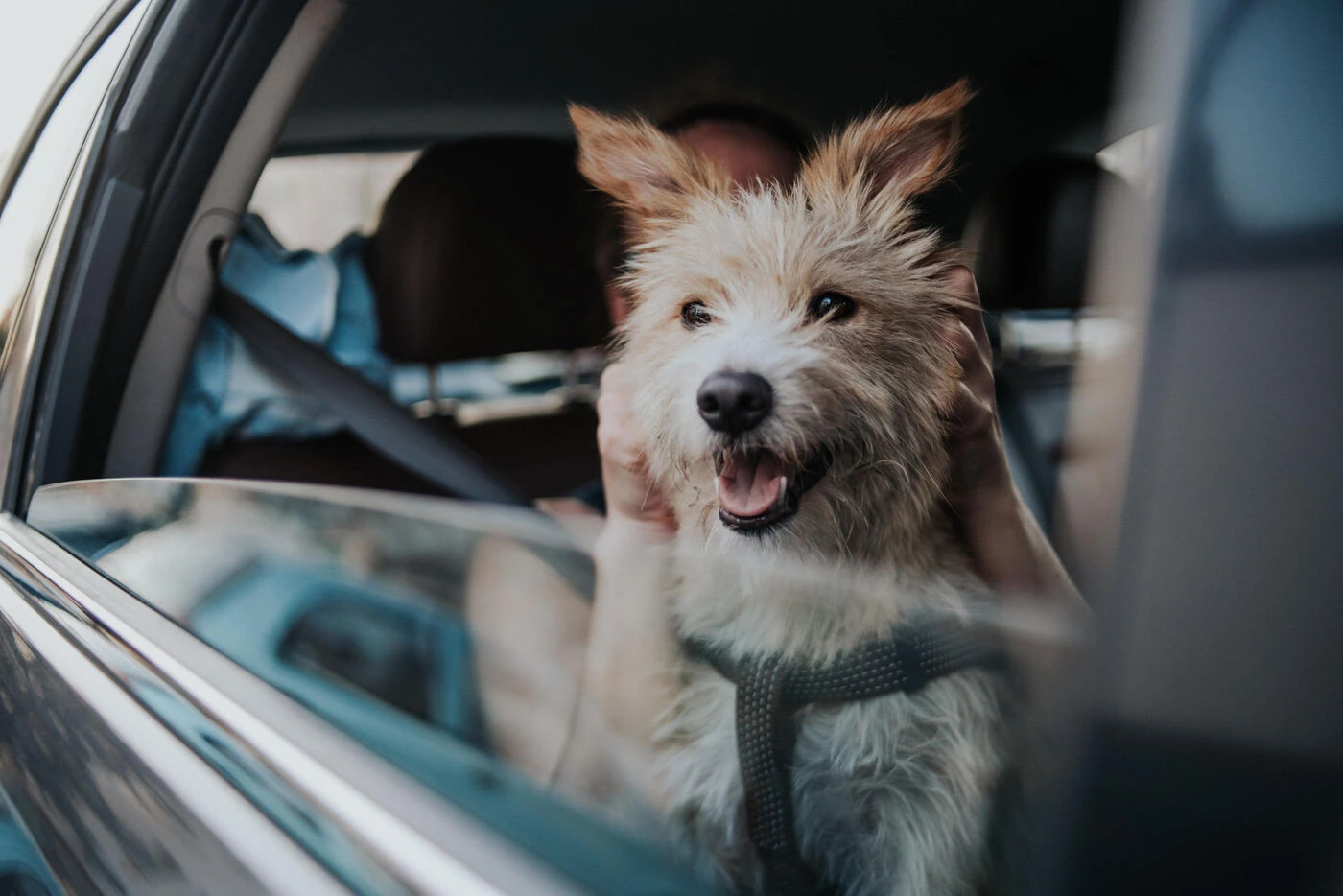Canicule : les conseils à suivre pour voyager avec ses animaux