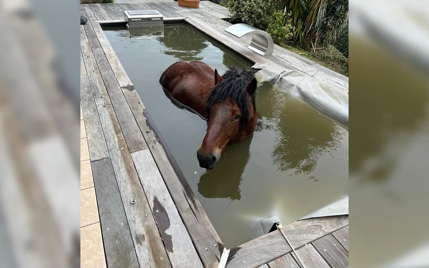 Pyrénées-Atlantiques : les pompiers interviennent pour secourir un cheval coincé dans une piscine