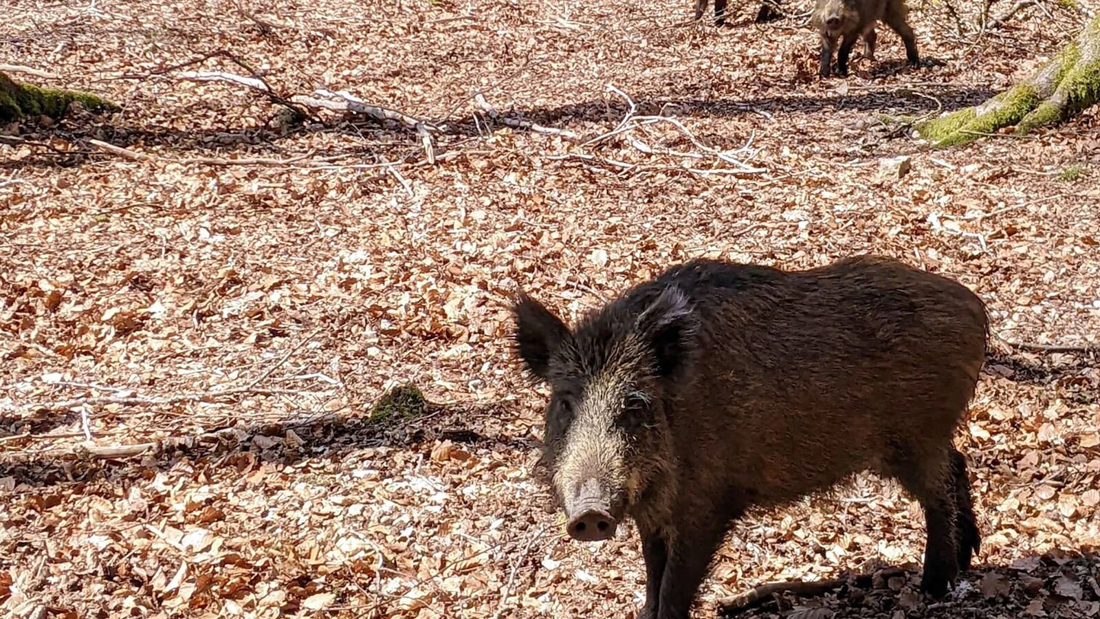 Pris en chasse par un sanglier, un cycliste chute et se blesse grièvement dans le Val-d’Oise