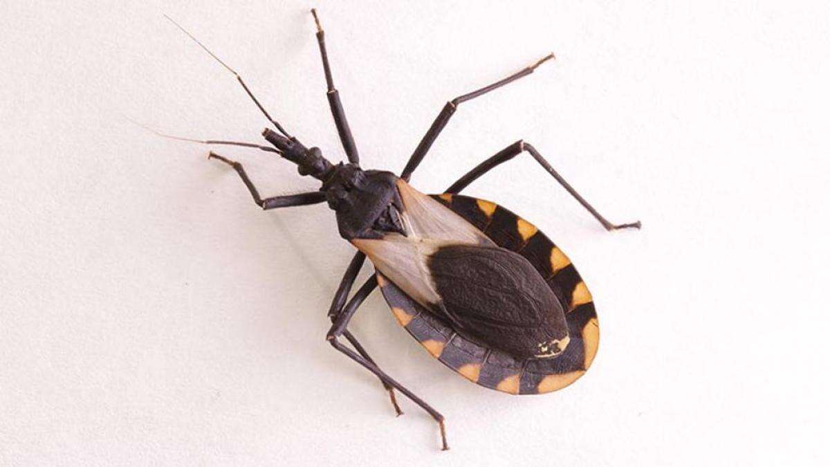 Enfermedad de Chagas: cómo detectar los síntomas y acceder a tratamiento