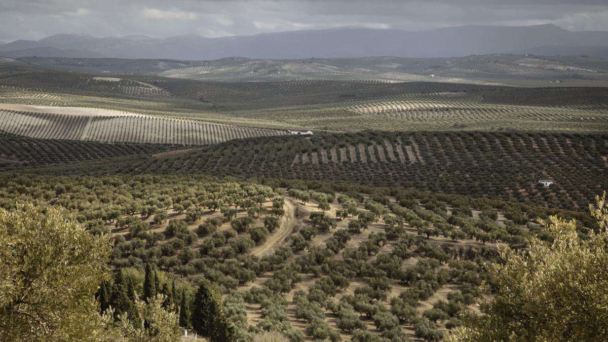 Roban 2.000 kilos de aceitunas en Córdoba y falsifican documentos para encubrir el delito