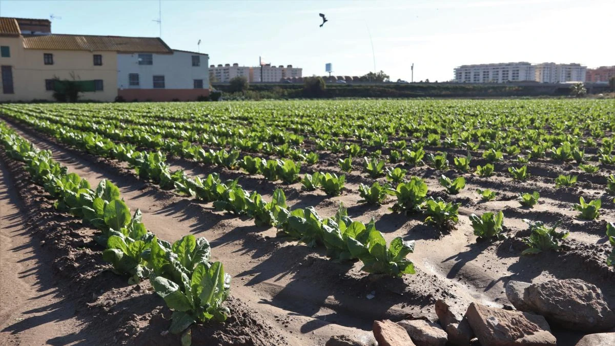 València y su área metropolitana descartan alimentos locales que acaban importando