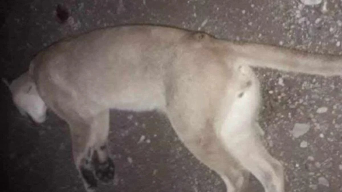 Aparece un puma en su casa, sus perros lo acorralan y lo matan a palazos: ahora deberá pagar una multa por ello