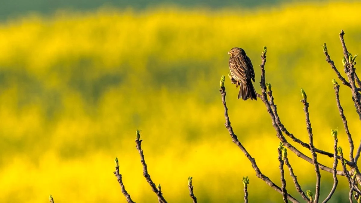 El influjo amarillo del paisaje del Bages