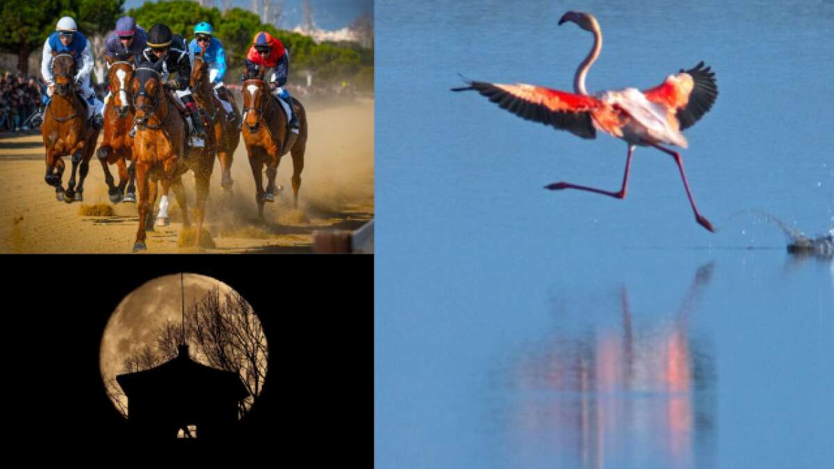 El flamenco corredor, las carrera de pura sangre y la luna llena del lobo, mejores fotos de enero