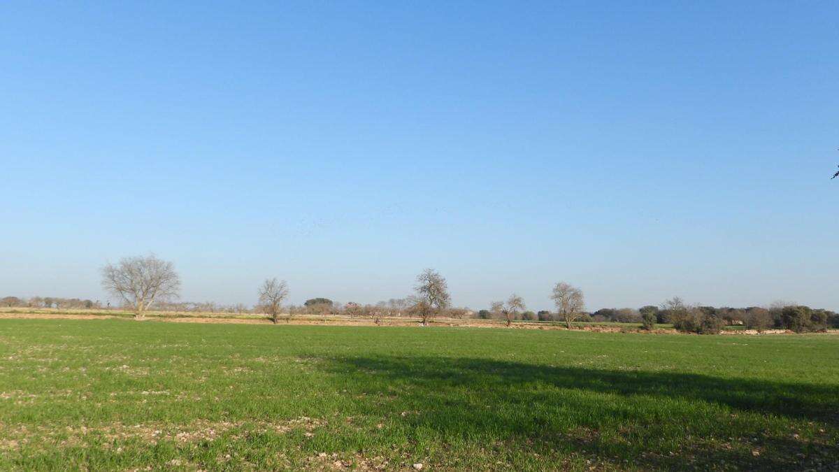 Reto visual: ¿Cuántos árboles florecidos hay en este campo?