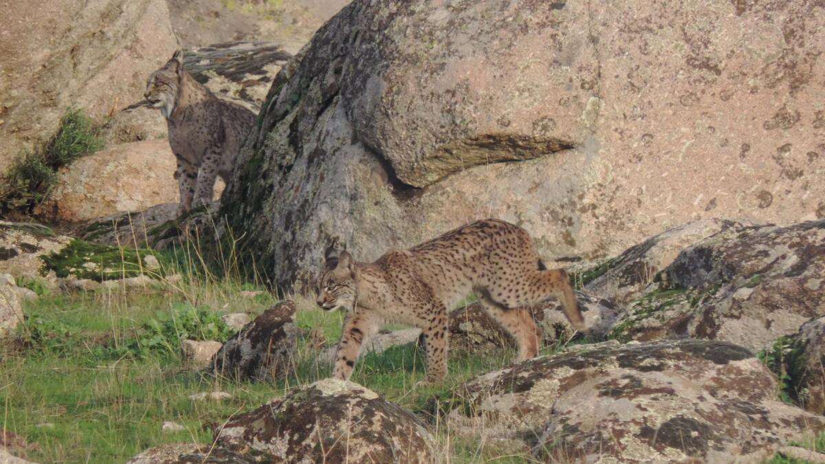 Cómo el lince ibérico ha evitado su extinción