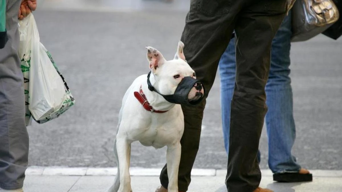 Cárcel para una madre y su hijo por tener el cadáver de un cachorro en la nevera y 16 perros peligrosos desnutridos
