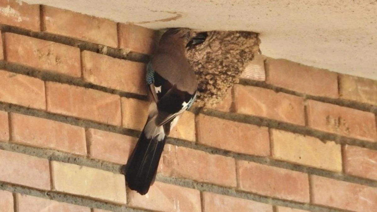 Mira cómo ataca el arrendajo el nido de la golondrina para comerse sus huevos
