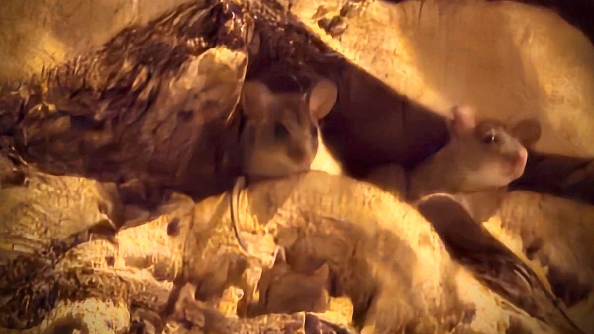 Polémica política en Badalona por la gestión del contrato público del control de plagas