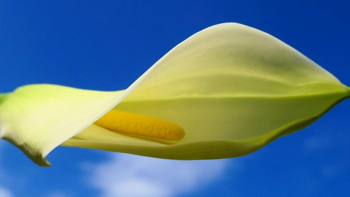 El gran engaño de la flor de la cala
