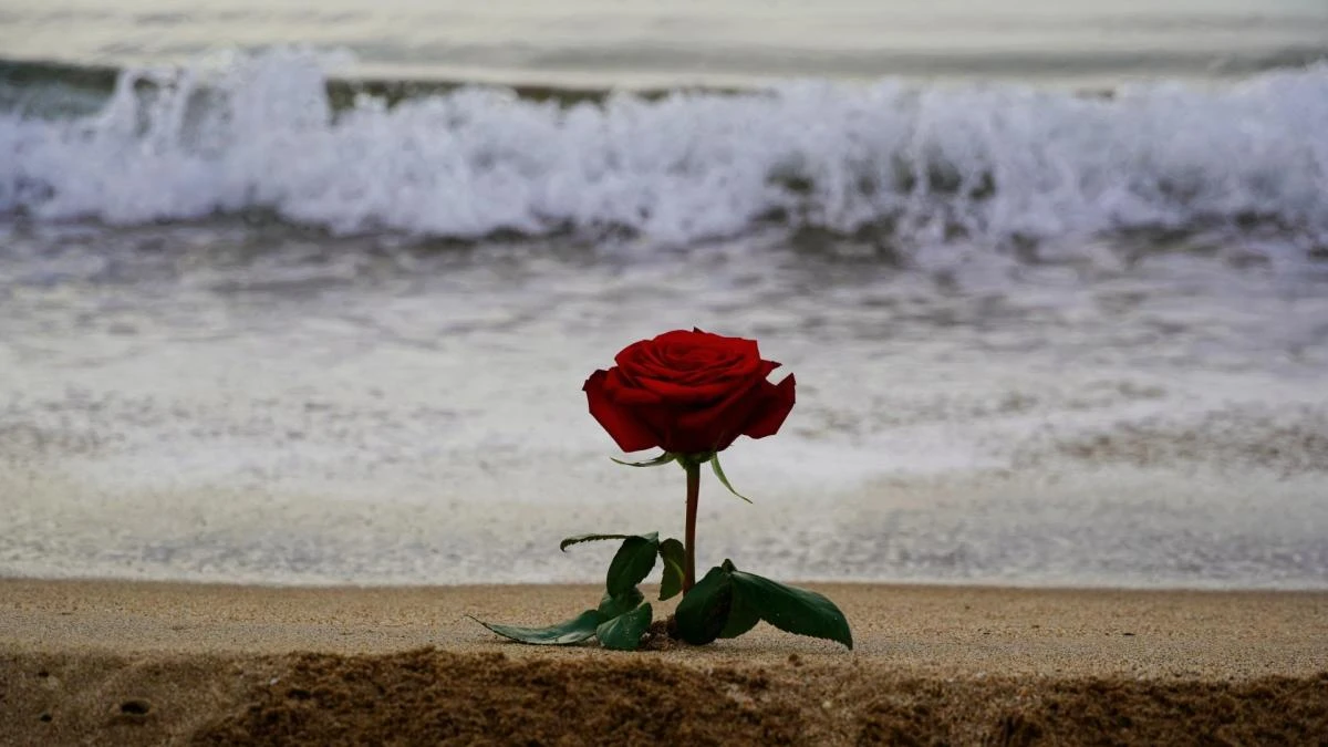 Rosas de Sant Jordi en playas del Empordà