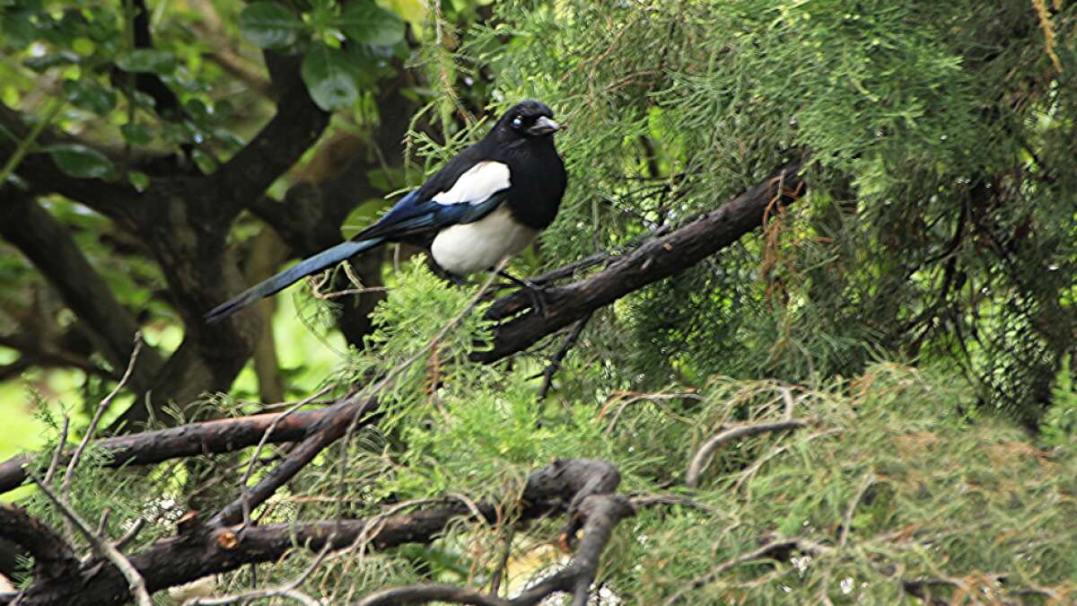 El pájaro con mala fama de ladrón