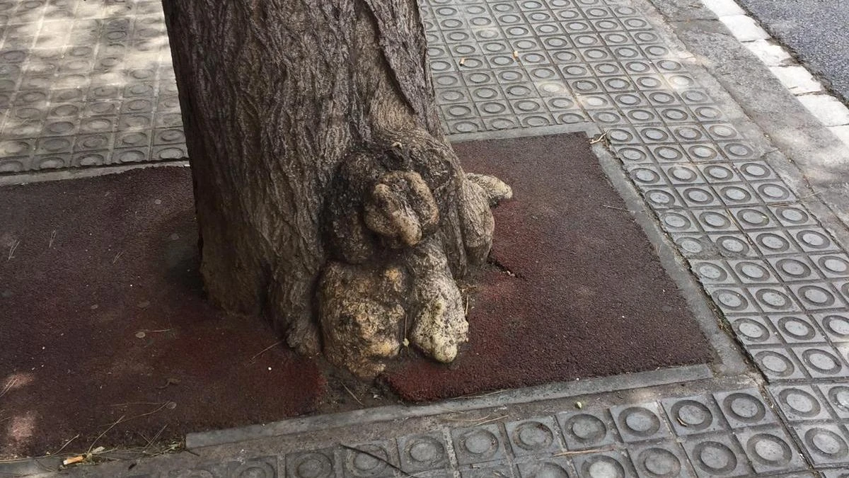 El curioso caso del perro convertido en árbol