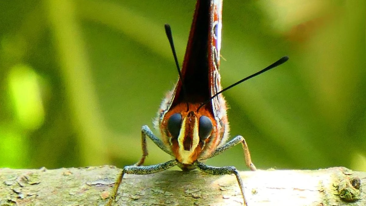 ¿Sabes por qué las mariposas prefieren recolectar el néctar de las flores rojas?