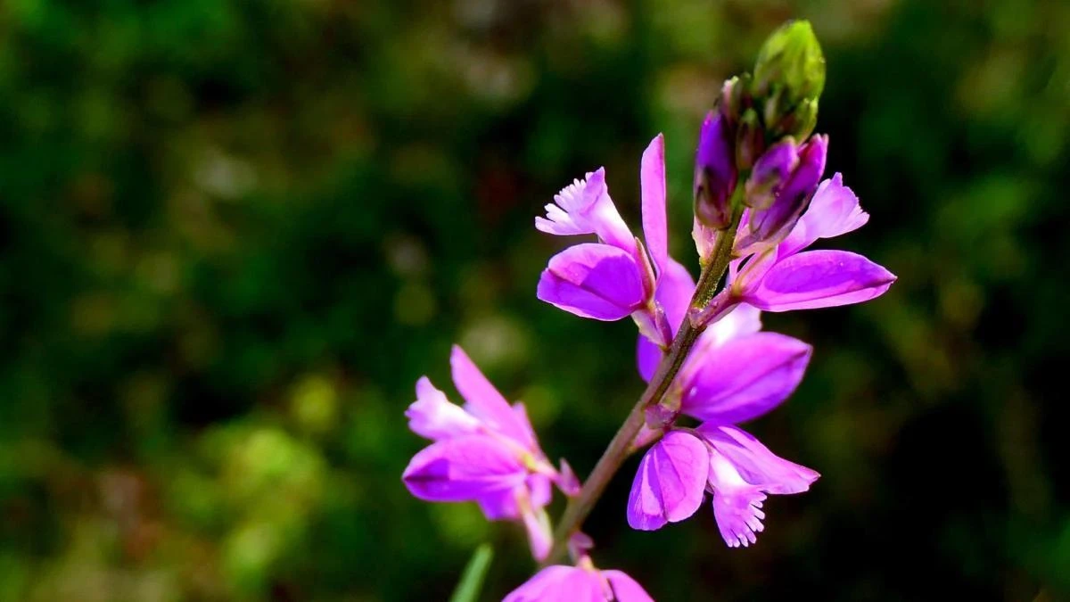 ¿Una planta silvestre para producir leche?