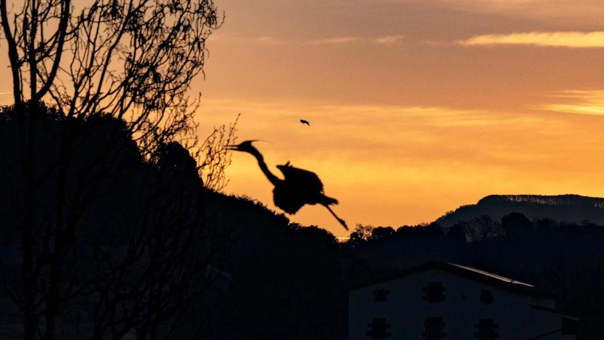 La primavera activa de las garzas reales