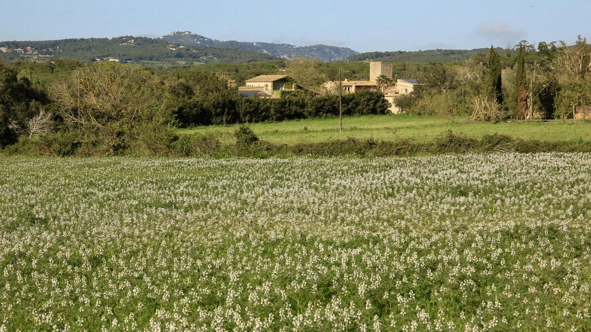 El inmaculado florecimiento de Palafrugell