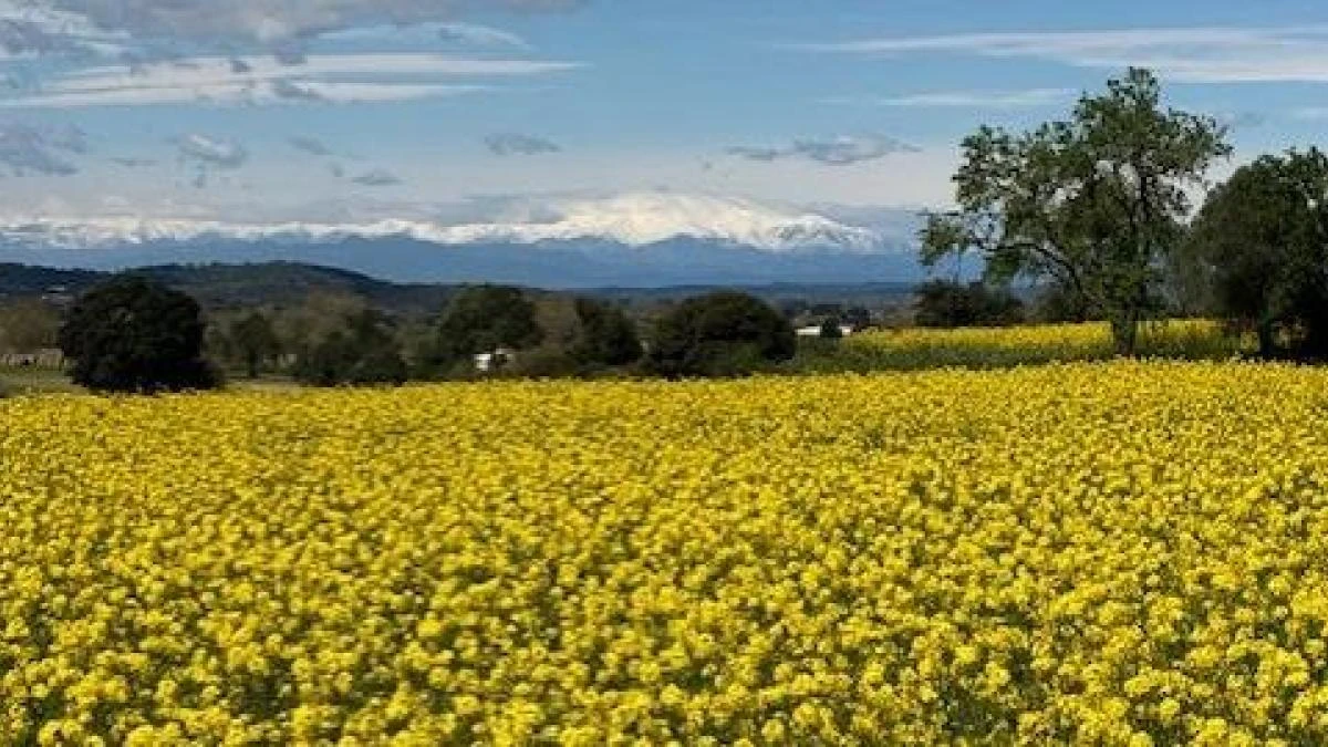 El paisaje de moda en Pals