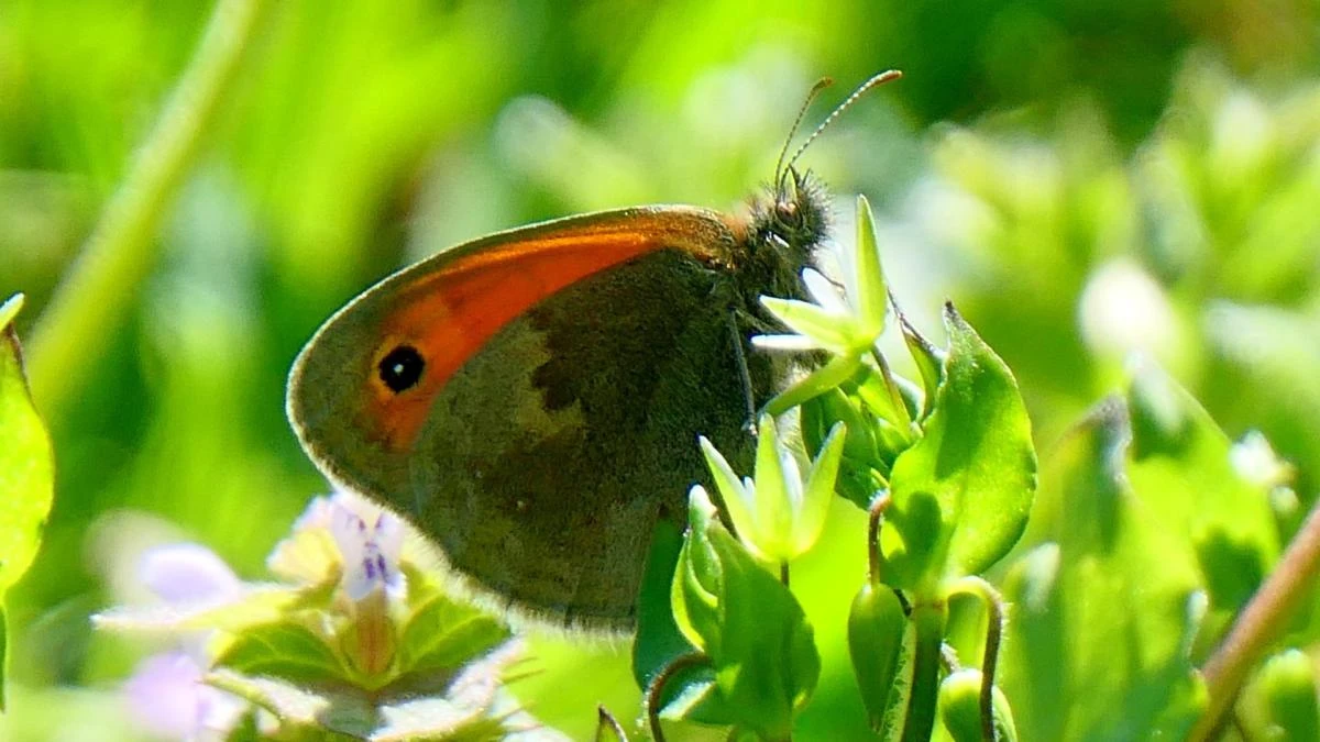 La mariposa pánfila no lo es tanto