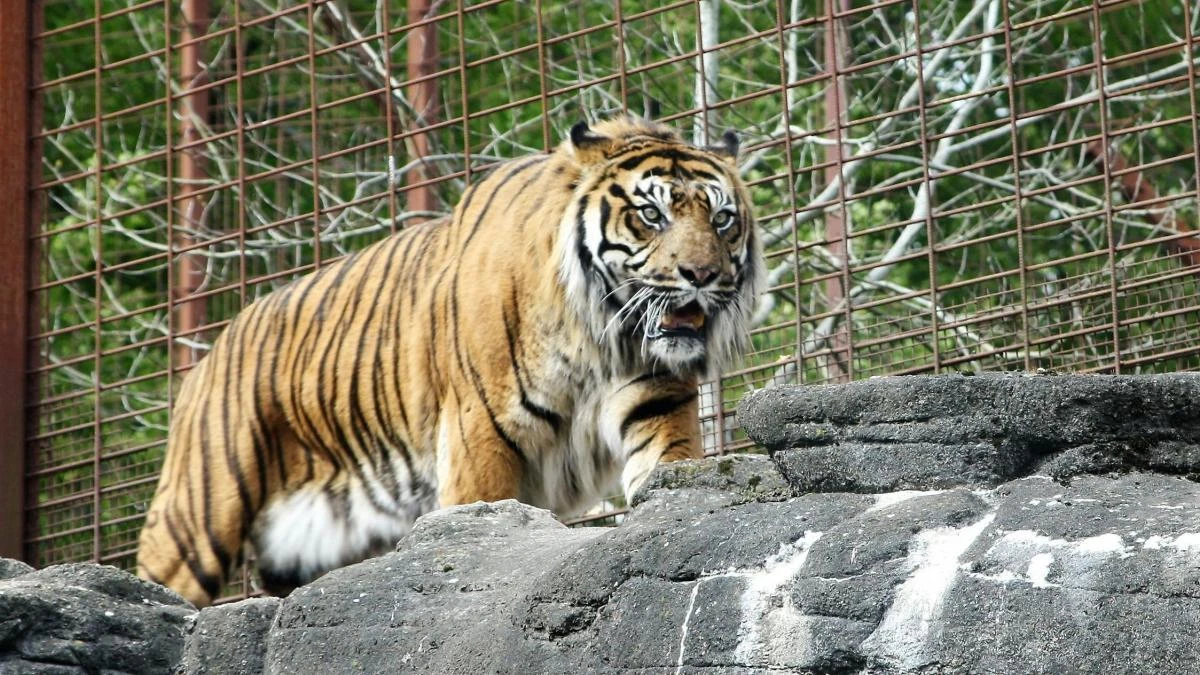 Un zoo de Dinamarca pide donar mascotas para dar de comer a sus tigres y leones