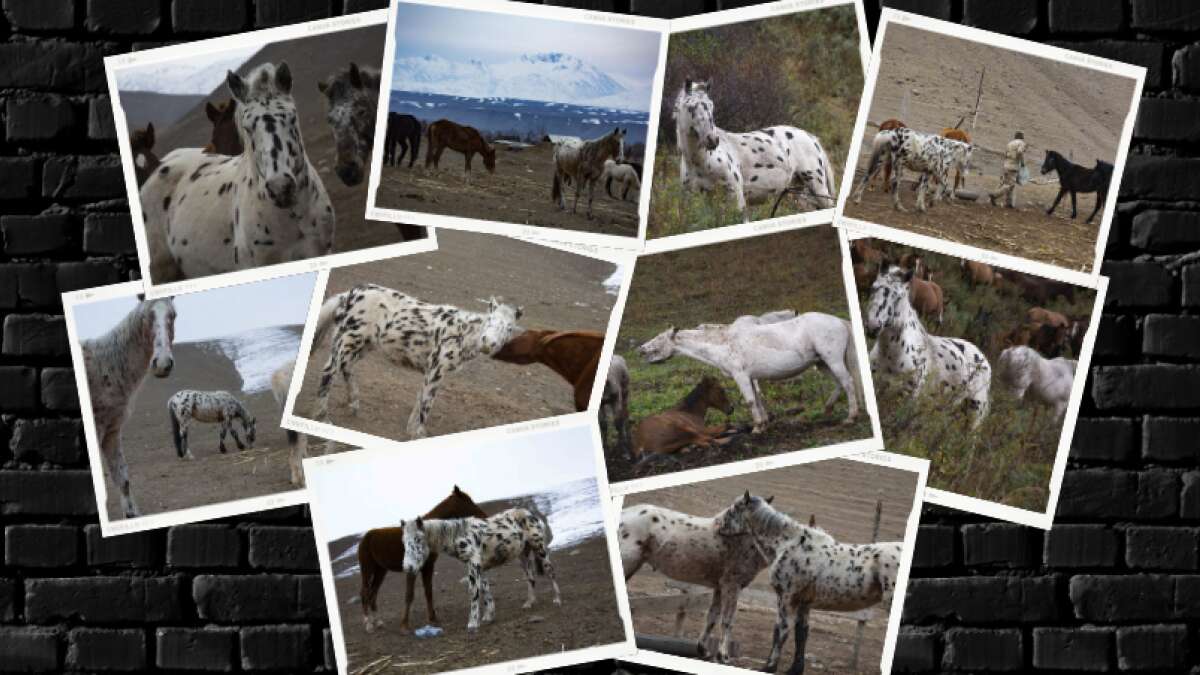 Los caballos moteados Chaar Appaloosa de Kirguistán, en imágenes